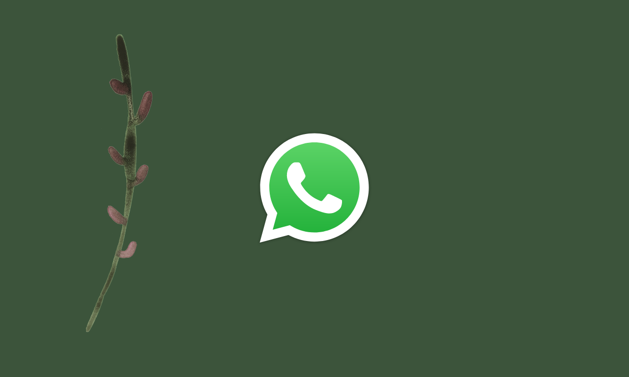 How to Restore Whatsapp Messages on New iPhone